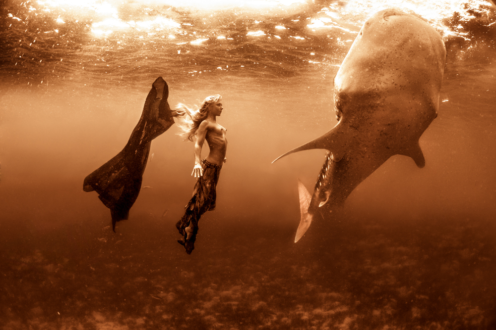 Swimming with Sharks - fashion photography