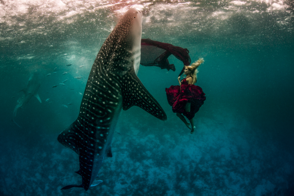 Swimming with Sharks - Kristian Schmidt