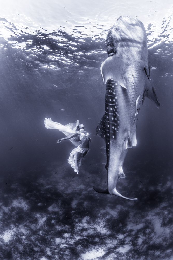 Swimming with Sharks - Complex Magazine