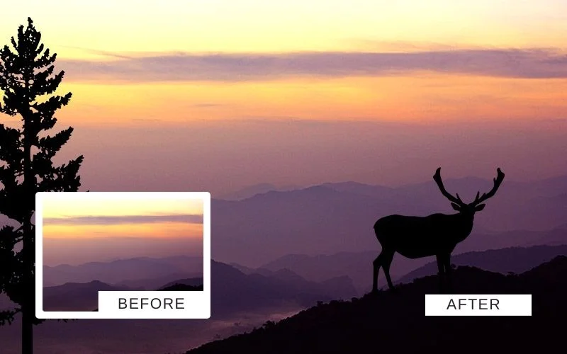 Animal and tree shadow overlays | silhouette overlays