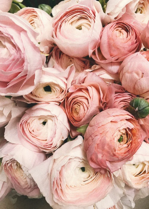 bunch of pink roses