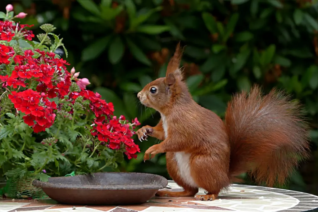 Picture of a squirrel