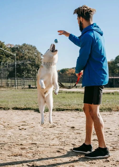 capture your dog in motion